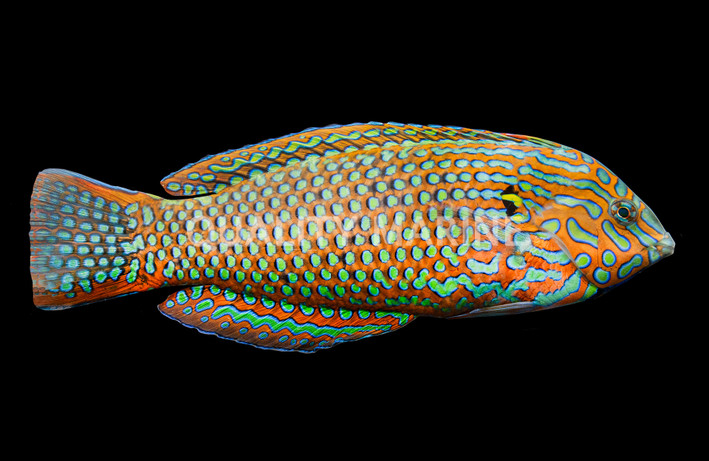 Black Spotted Leopard Wrasse, Male