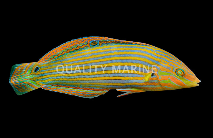 Melanurus Wrasse, Female