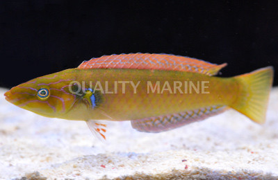 Mauritius Flasher Wrasse, Male