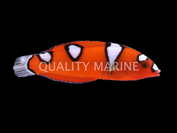 Red Coris Wrasse, Juvenile