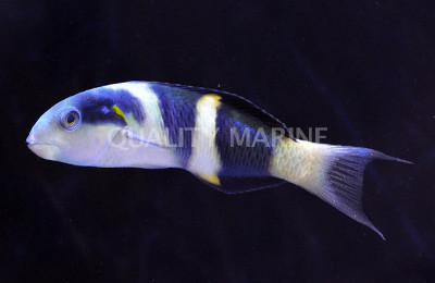 Jansen's Wrasse