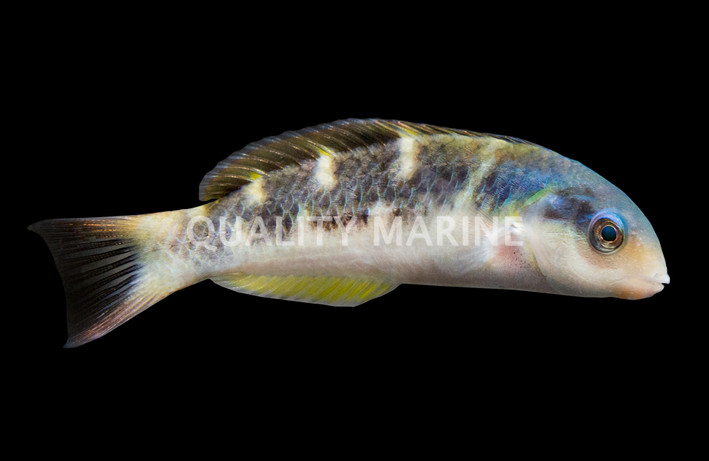 Jansen's Wrasse