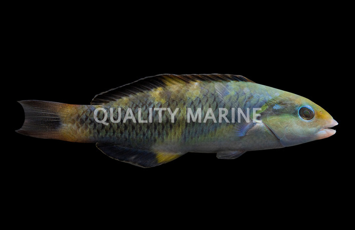 Jansen's Wrasse