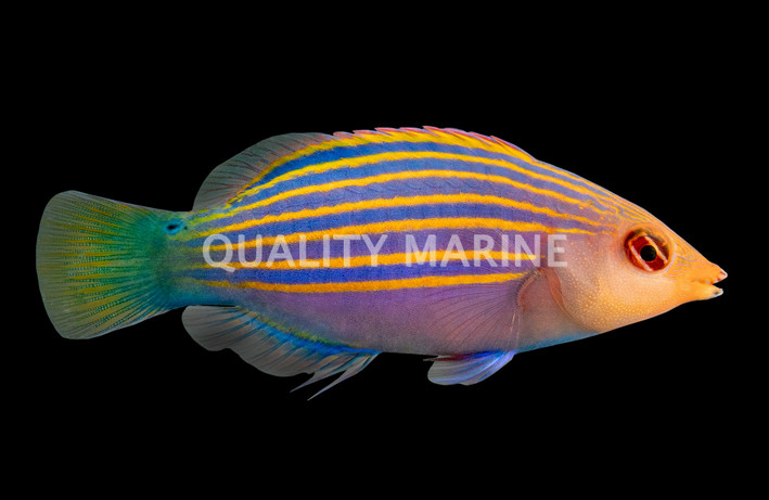 Six Line Wrasse