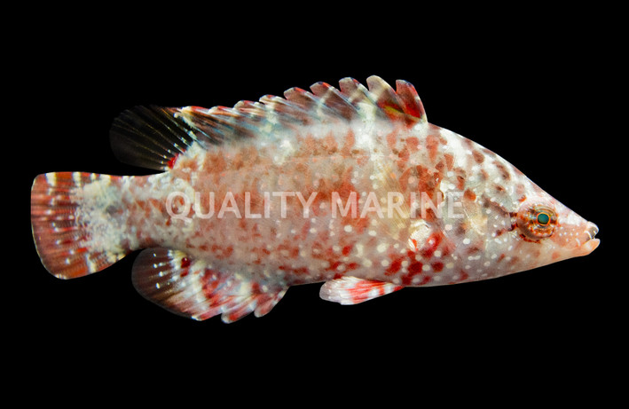 Two Spot Wrasse