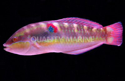 Wounded Wrasse
