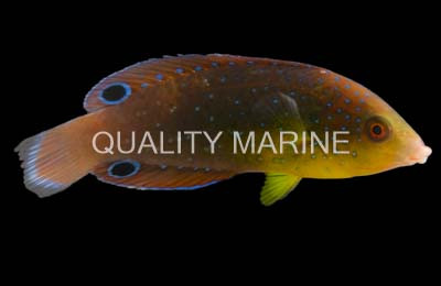 Yellowbreasted Twist Wrasse