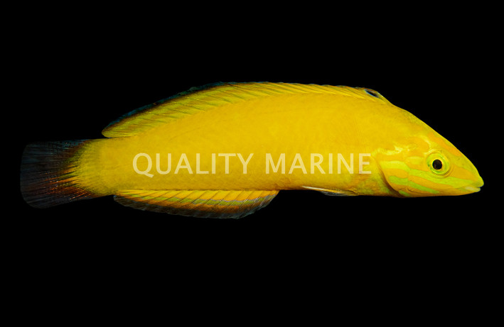 Yellow Chrysus Wrasse
