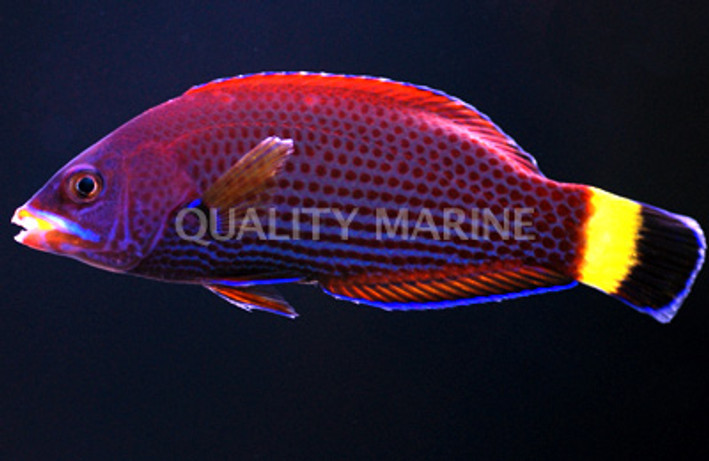 Chiseltooth Wrasse