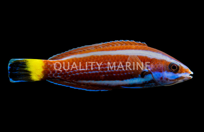 Chiseltooth Wrasse