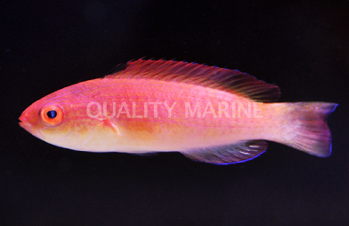 Hooded Flame Fairy Wrasse 