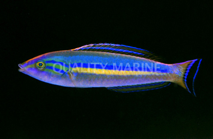 Pencil Wrasse, Male