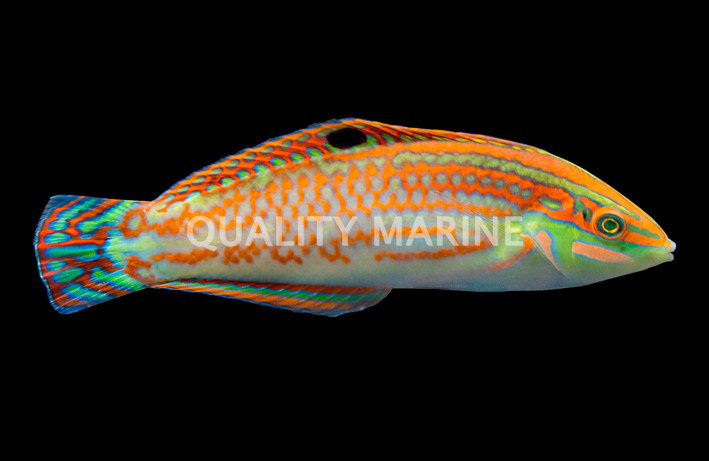 Red X-Mas Checker Board Wrasse :: 33616