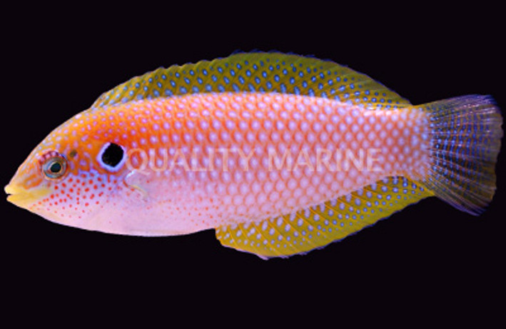 Kuiter's Leopard Wrasse