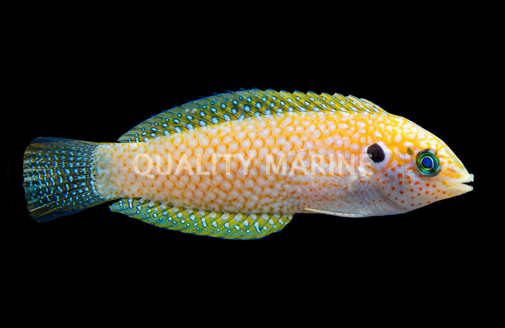 Kuiter's Leopard Wrasse