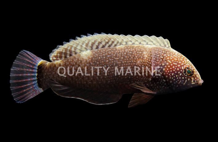 Black Leopard Wrasse