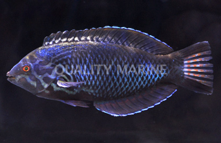 Black Leopard Wrasse