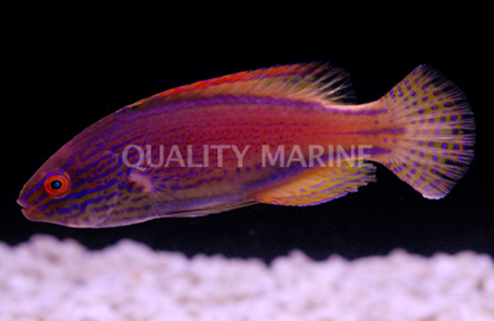 Lineatus Fairy Wrasse, Male