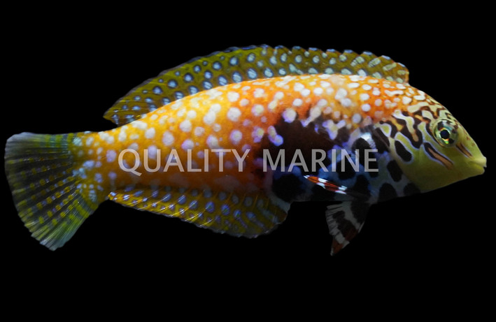 Blue Star Leopard Wrasse, Female