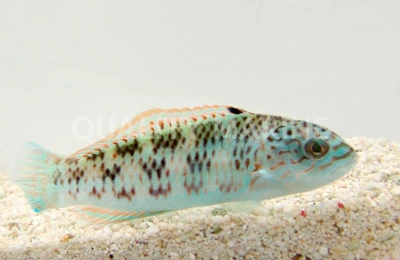 Surge Wrasse