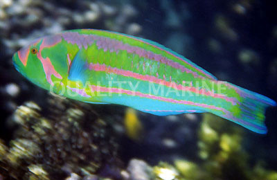 Surge Wrasse