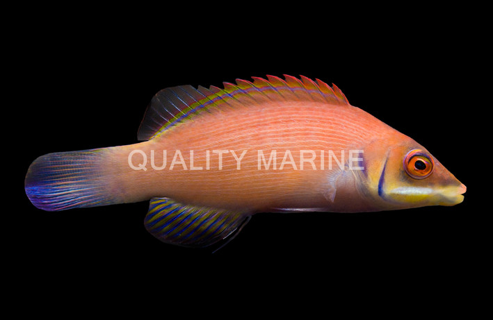 Striated Wrasse