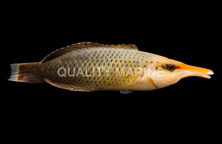 Black Bird Wrasse, Female :: 33647