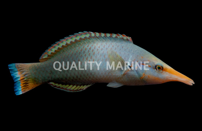 Black Bird Wrasse, Female :: 33647