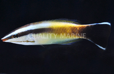 Yellow Patch Cleaner Wrasse :: 33660