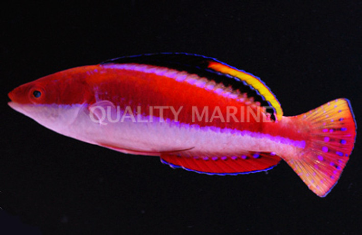 Conde's Fairy Wrasse, Male