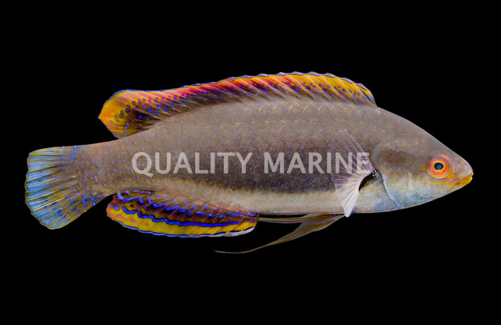 Fine Spotted Fairy Wrasse, Male