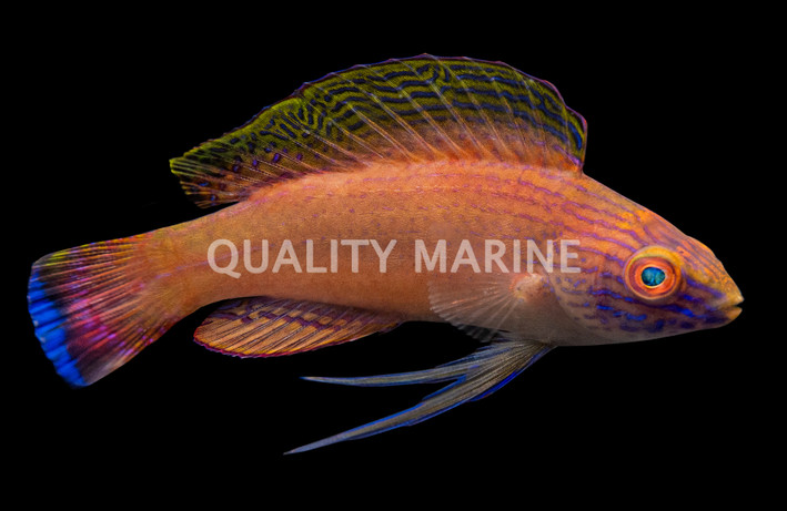 Blue Margin Fairy Wrasse, Male