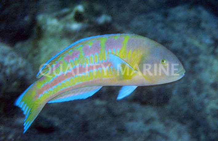 Christmas Wrasse