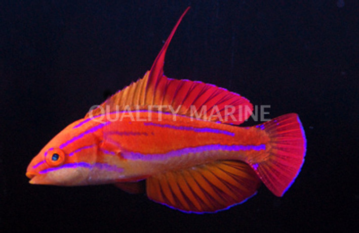 Redtail Flasher Wrasse, Male