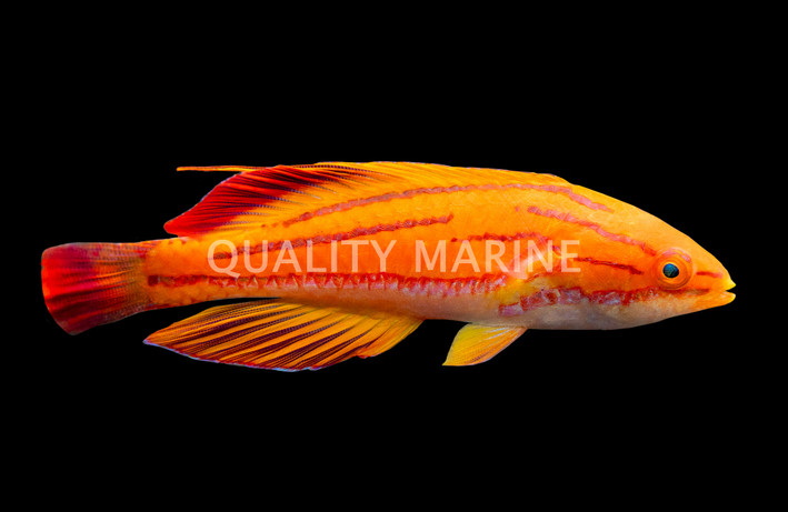 Redtail Flasher Wrasse, Male