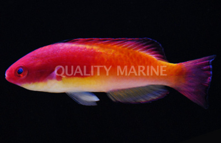 Hooded Fairy Wrasse, Male