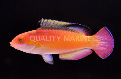 Nahacky's Fairy Wrasse