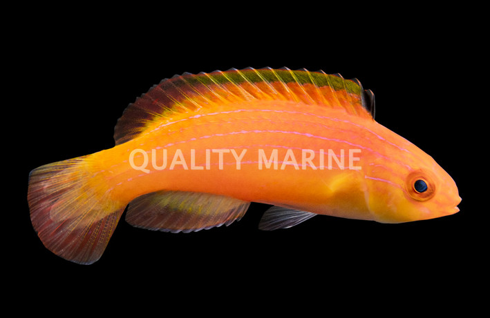 Nahacky's Fairy Wrasse