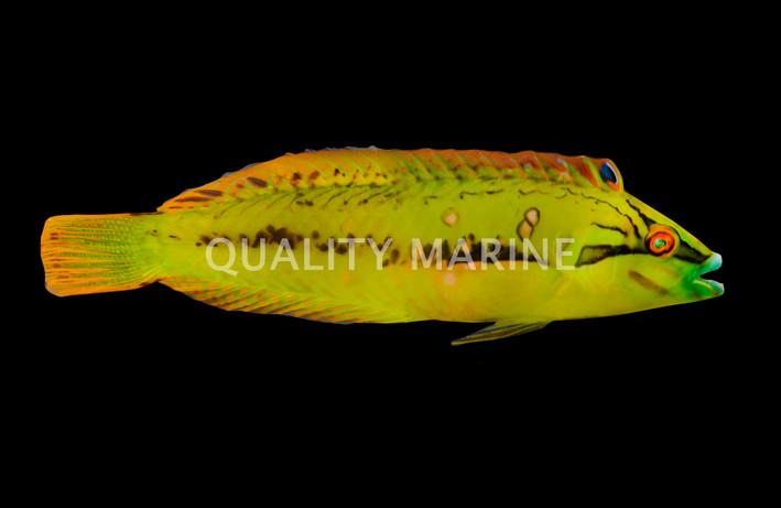Sea Grass Wrasse