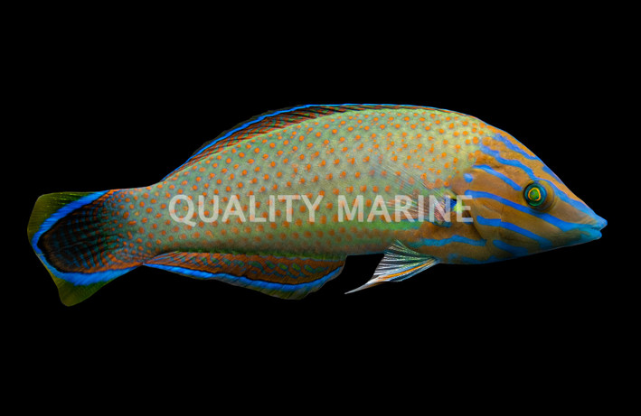 Grayhead Wrasse