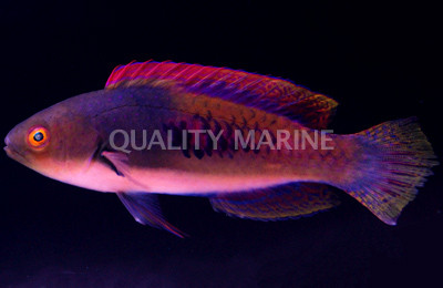 Blueside Fairy Wrasse 