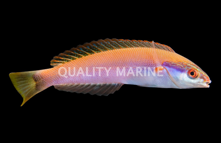 Redspot Wrasse