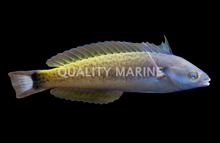 Redspot Wrasse
