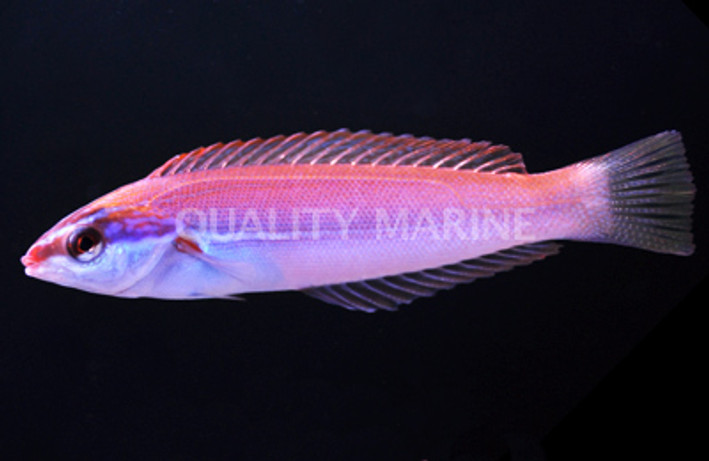 Redspot Wrasse