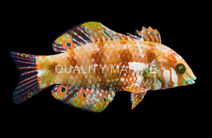 Gold Nugget Wrasse
