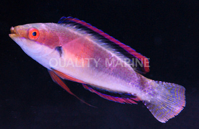 Katherine's Fairy Wrasse, Male