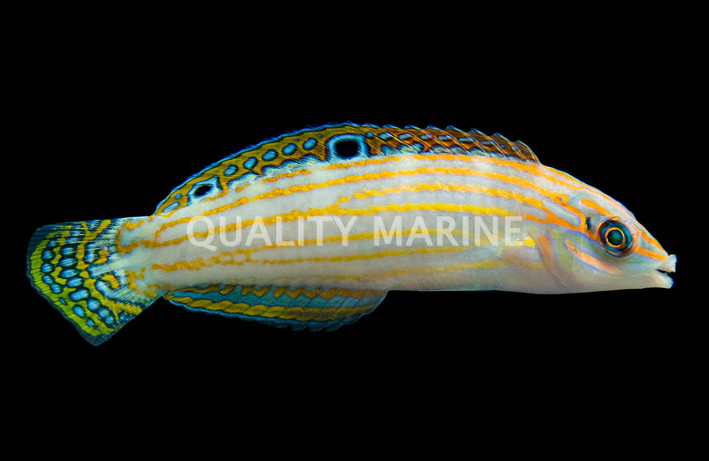 Adorned Wrasse