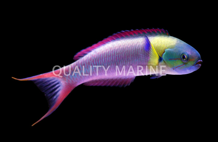 Blunt Head Wrasse, Male