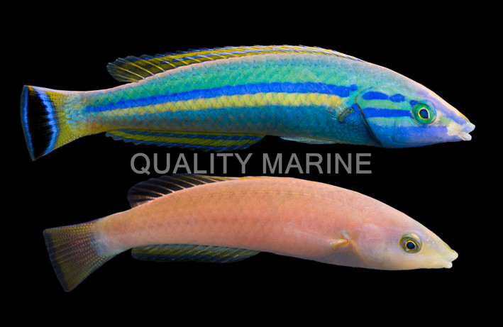 Pencil Wrasse, Pair