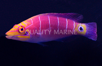 Mystery Wrasse